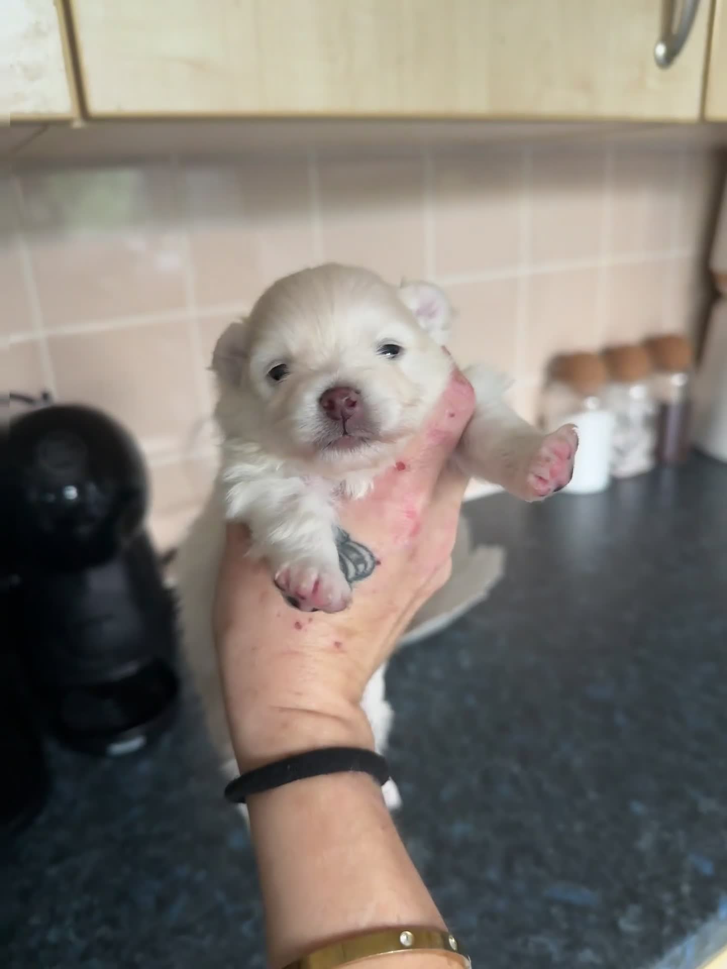Pomeranian dogs for sale: 3 Beautiful small white Pomeranian pups  - Video 1