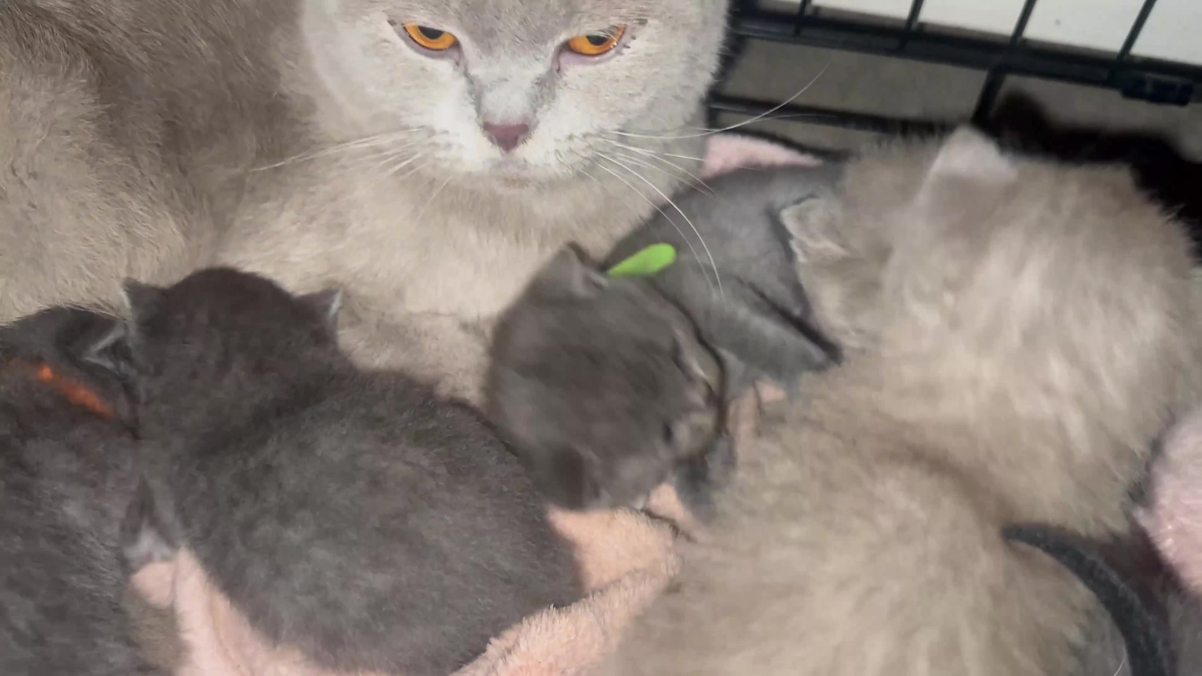British Shorthair cats for sale: Stunning British Short Hair Kittens - Video 3