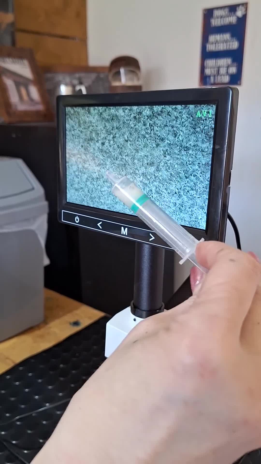 Boxer dogs for stud: PROVEN 0 HEART SCORE BOBTAIL STUD - Video 1