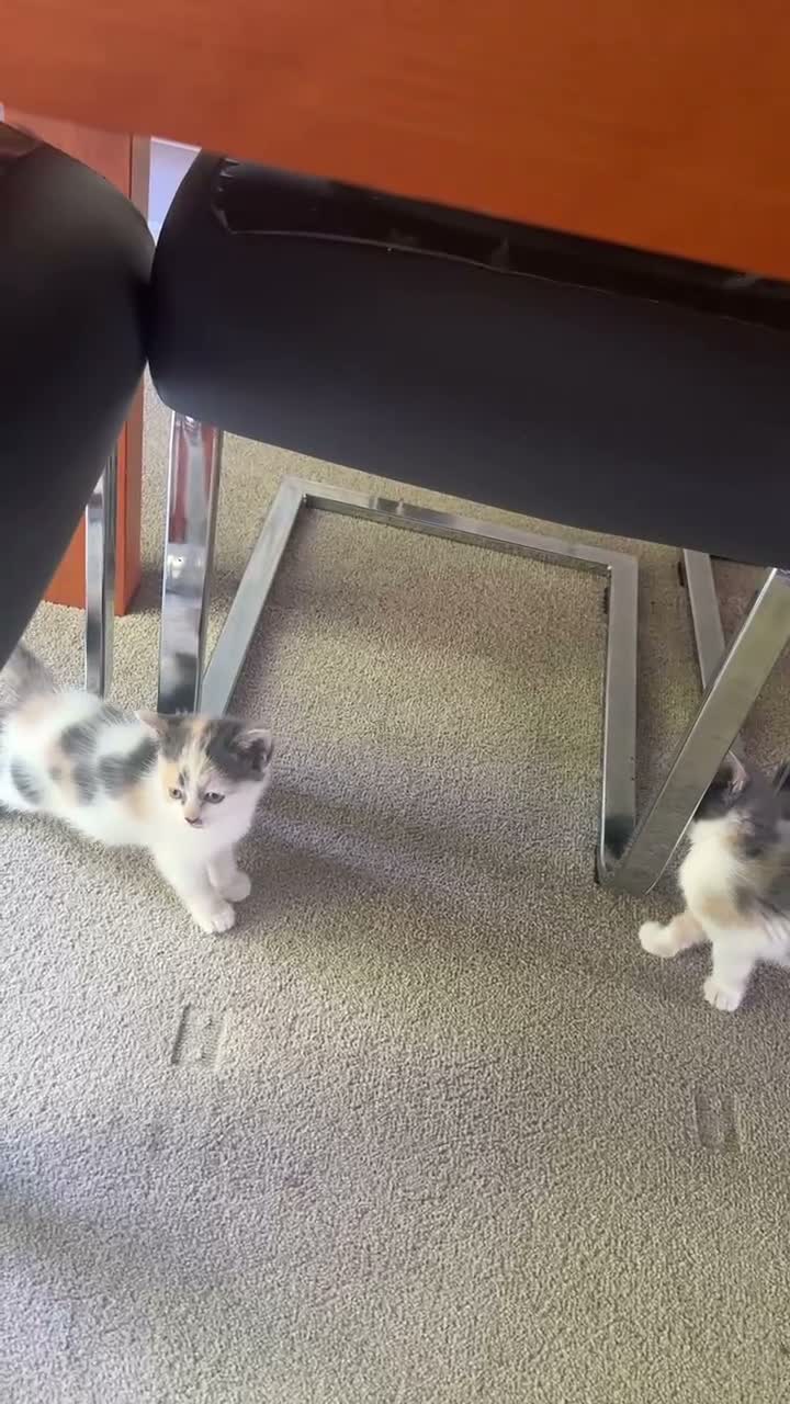 Mixed Breed cats for sale: Beautiful female kittens in Ipswich - Video 2