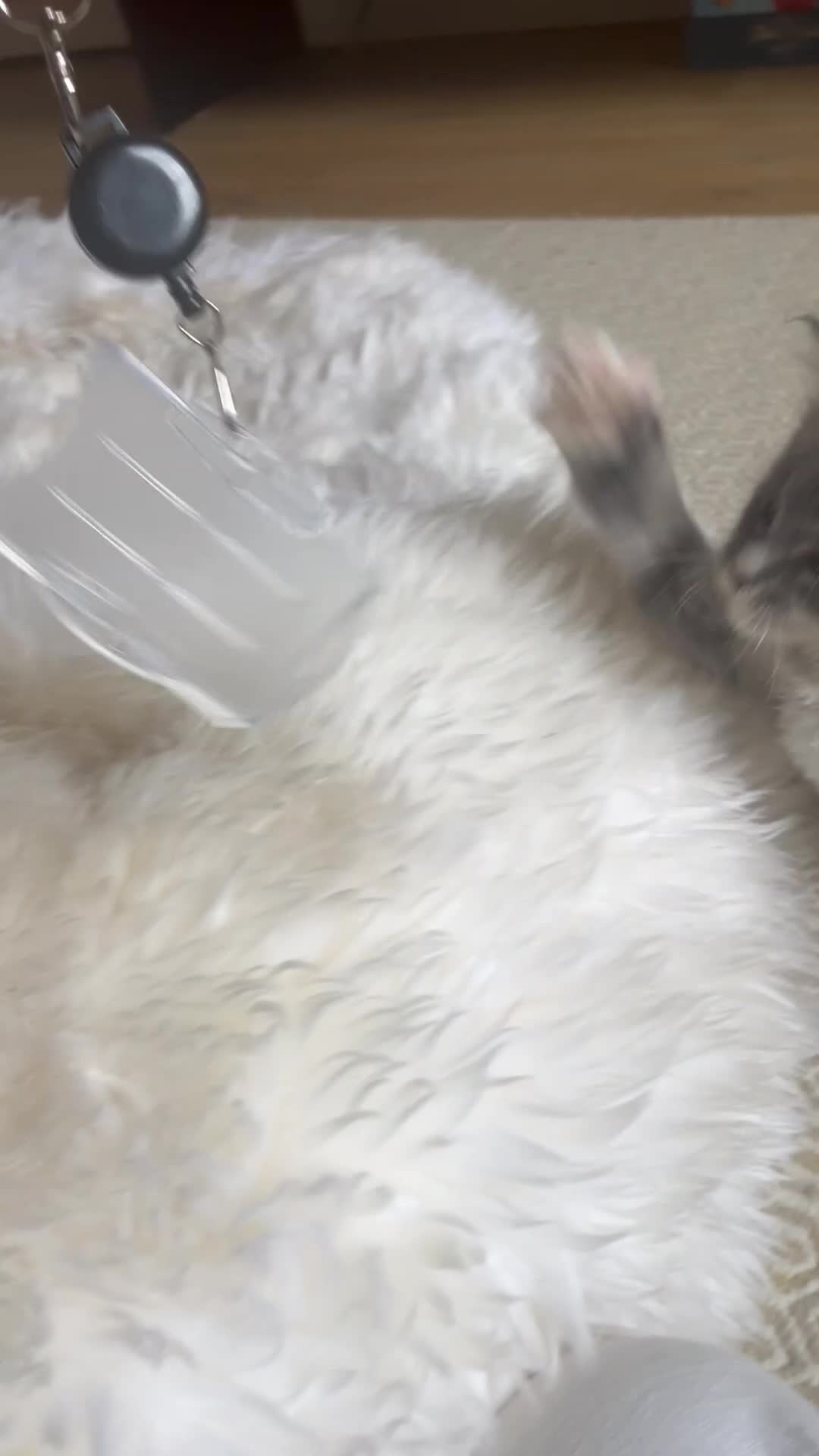 Maine Coon cats for sale: Beautiful Maine coon kittens 🐱  - Video 1