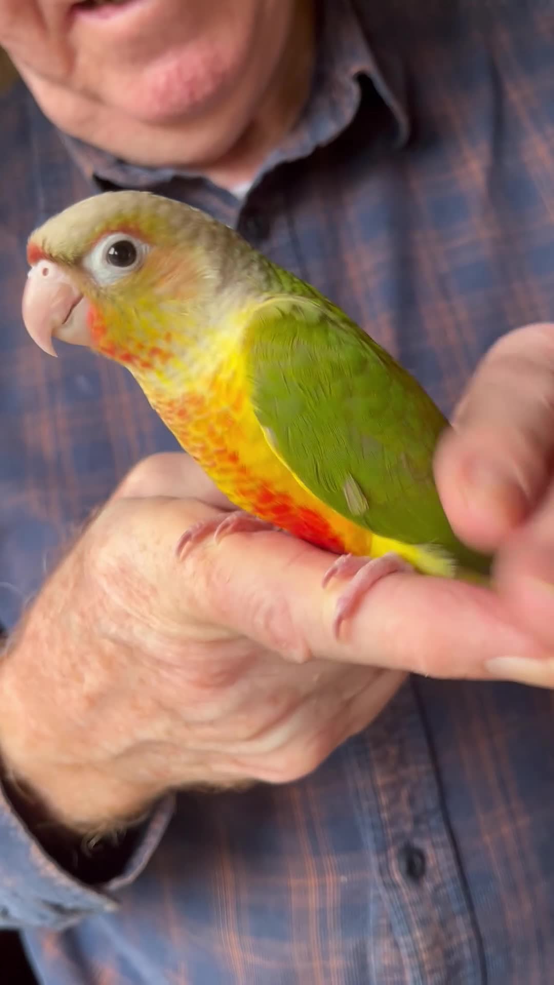 Conures birds for sale: Silly Tame ‘Hand-Reared’ Pineapple Conure Chicks  - Video 1