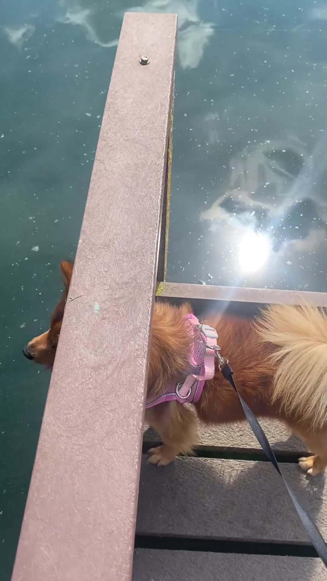 German Spitz dogs for sale: German spitz 🐾🐶🎀 - Video 1