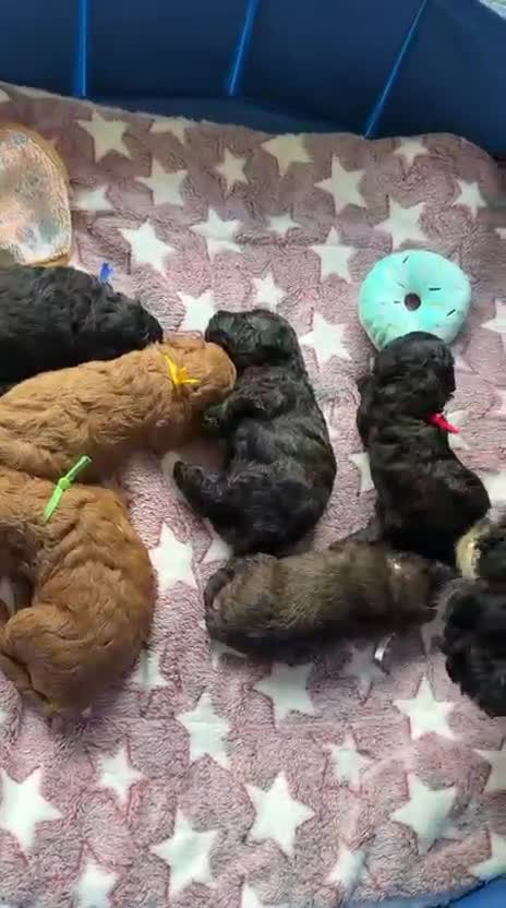 Mixed Breed dogs for sale: Toy x Miniature Poodle Puppies  - Video 2