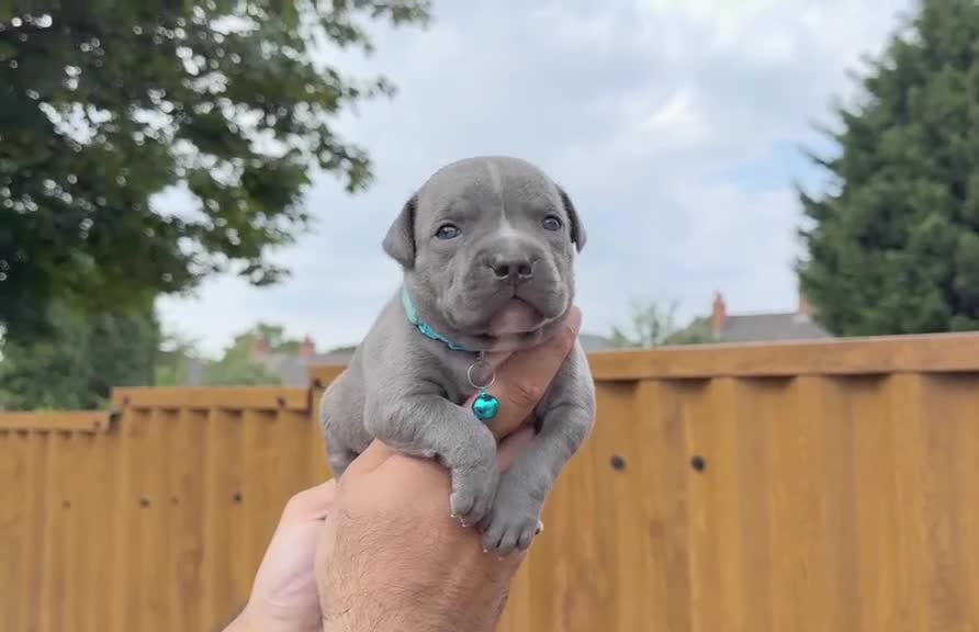 Staffordshire Bull Terrier dogs for sale: SOLID BLUE TEDDY BEARS 🧸 - Video 2