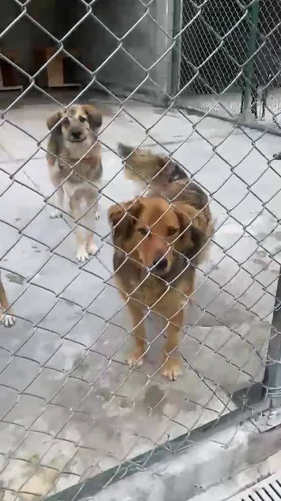 Mixed Breed dogs for adoption: Bonnet, 4 yrs approx. Available for adoption. - Video 2