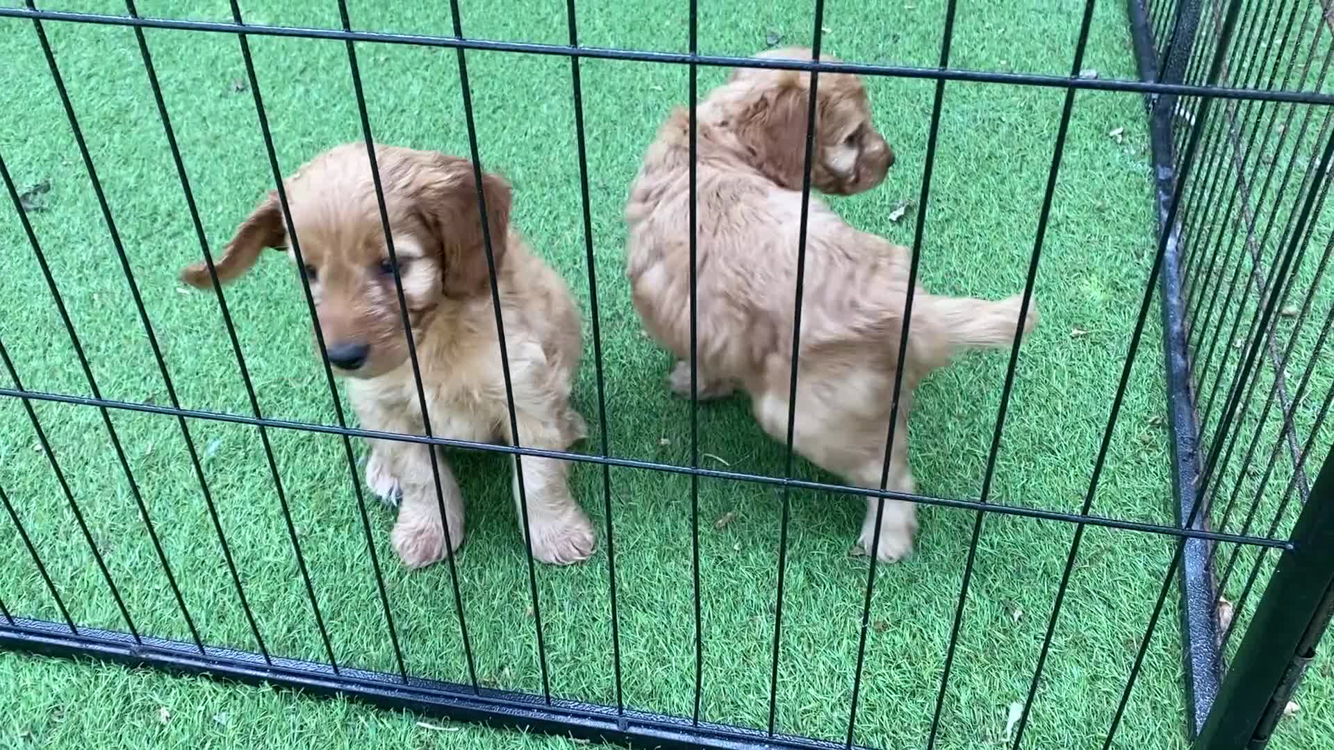 Cockapoo dogs for sale: F1 Health tested Cockapoo Pups - Video 1