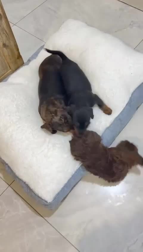 Dachshund dogs for sale: 6 dachshund puppies for sale   - Video 1