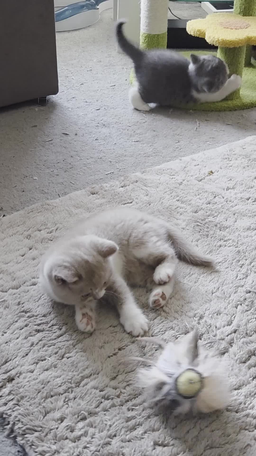 British Shorthair cats for sale: British shorthair kittens girls  - Video 3
