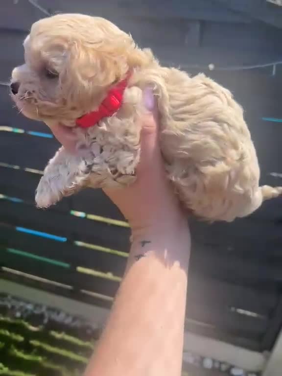 Maltipoo dogs for sale: ⭐Tiny Maltipoo Puppies |Maltese x Asian Toy Poodle - Video 4