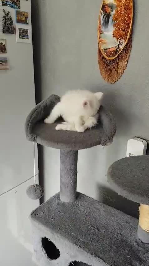 Mixed Breed cats for sale: Beautiful kittens ready for new home - Video 4
