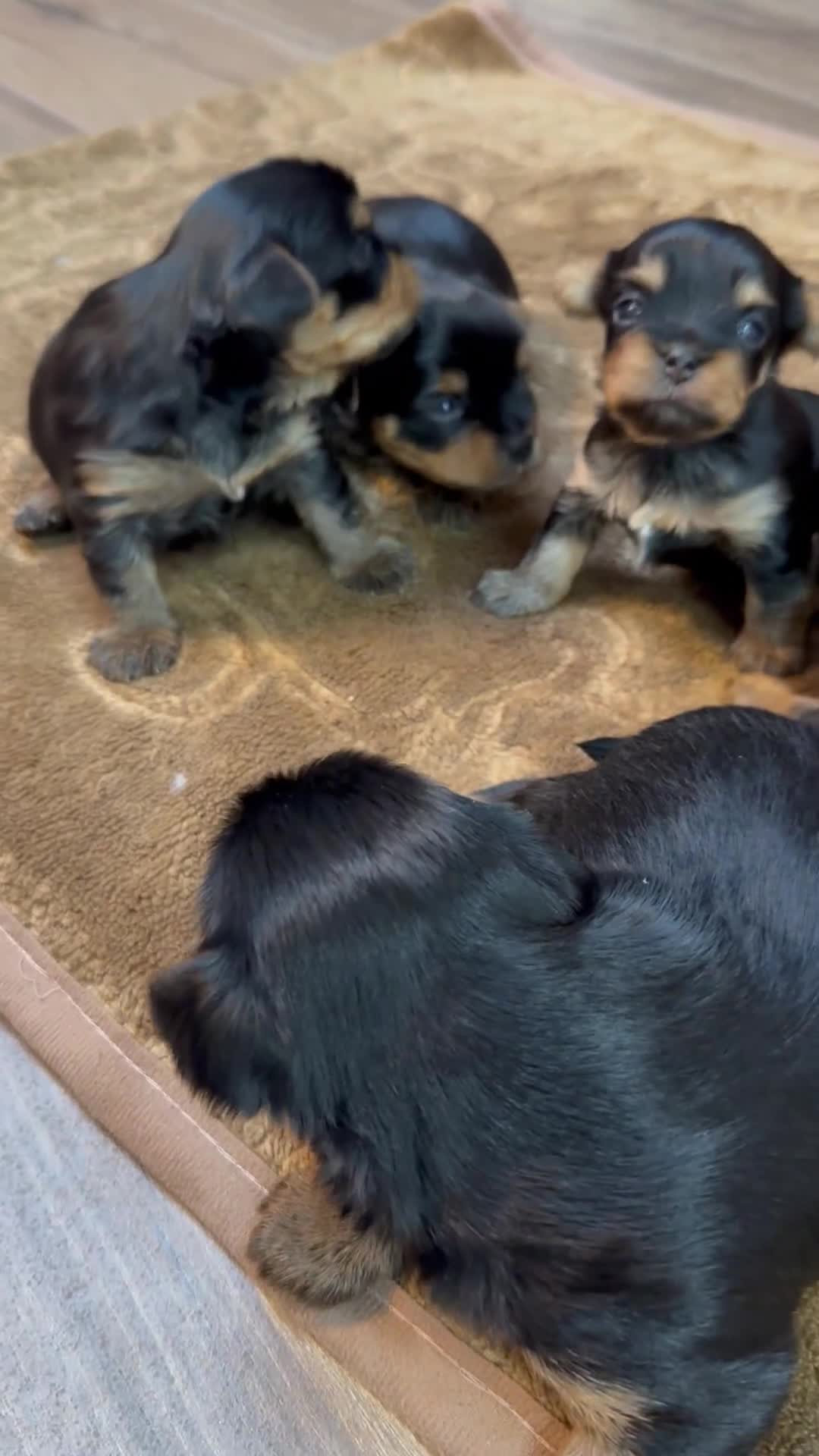 Yorkshire Terrier dogs for sale: YORKSHIRE TERRIER PUPPIES  - Video 2