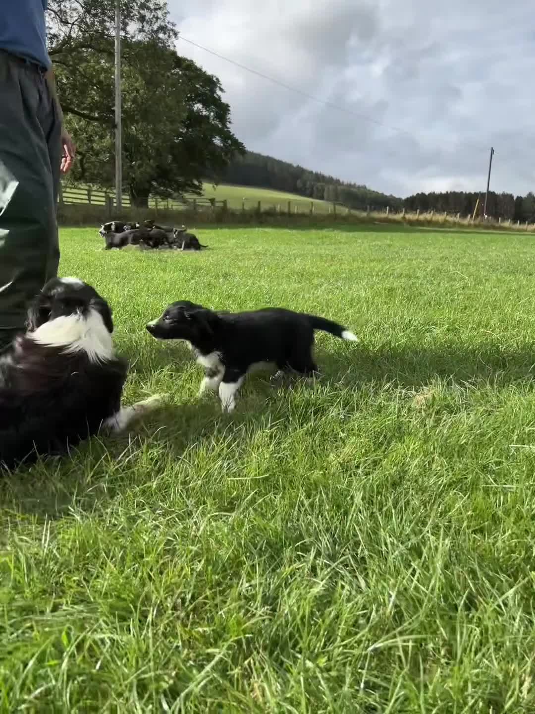 Border Collie dogs for sale: ⭐️ Border Collie Puppies ⭐️ - Video 1