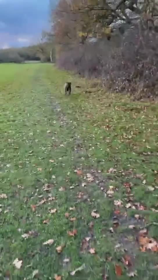 Mixed Breed dogs for sale: WOODY 1YR STAFFIE X - Video 1