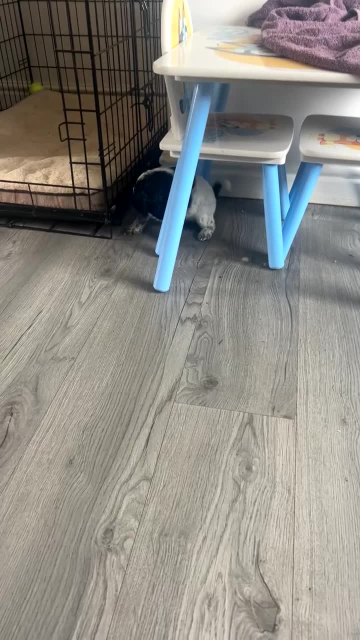 Mixed Breed dogs for sale: Cockalier-poo READY TO LEAVE  - Video 4