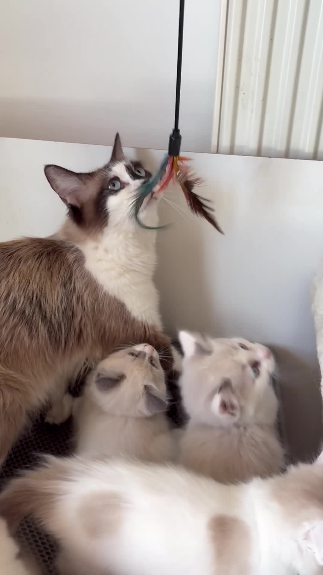 Ragdoll cats for sale: Beautiful Ragdolls-Vaccinated-2 boys-3 girls.  - Video 2