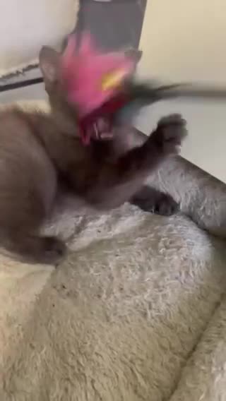 British Longhair cats for sale: Beautiful and Playful kittens - Video 1