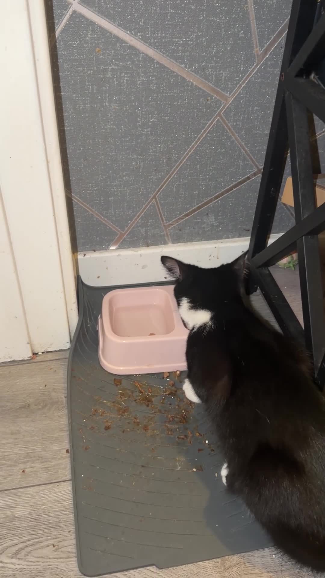 Oriental cats for sale: Tuxedu Kitten about 10 months old - Video 2