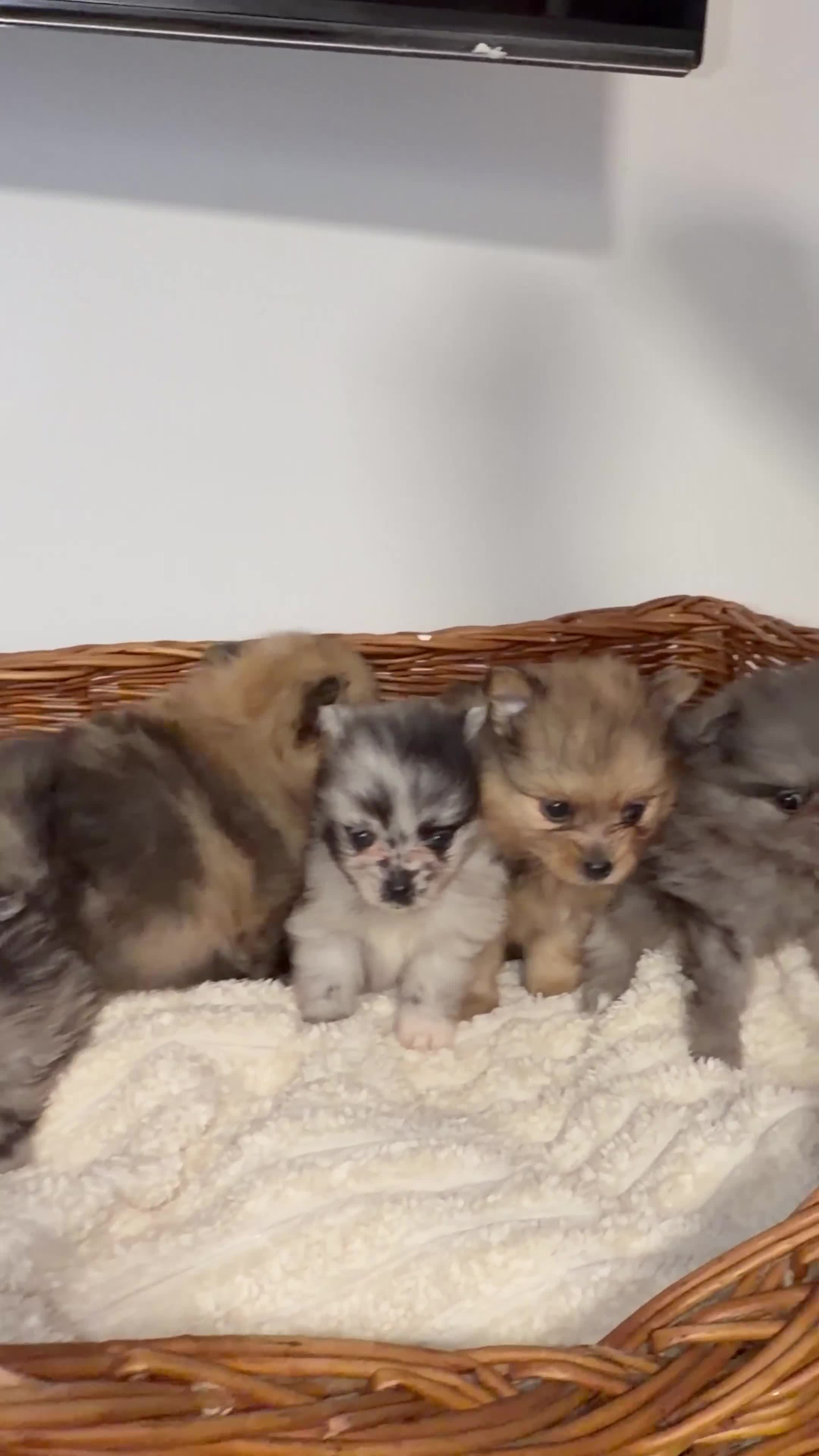 Pomeranian dogs for sale: 🐶✨  **  Russian Merle Pomeranian Puppies ✨ 🐶 in Southport - Video 1