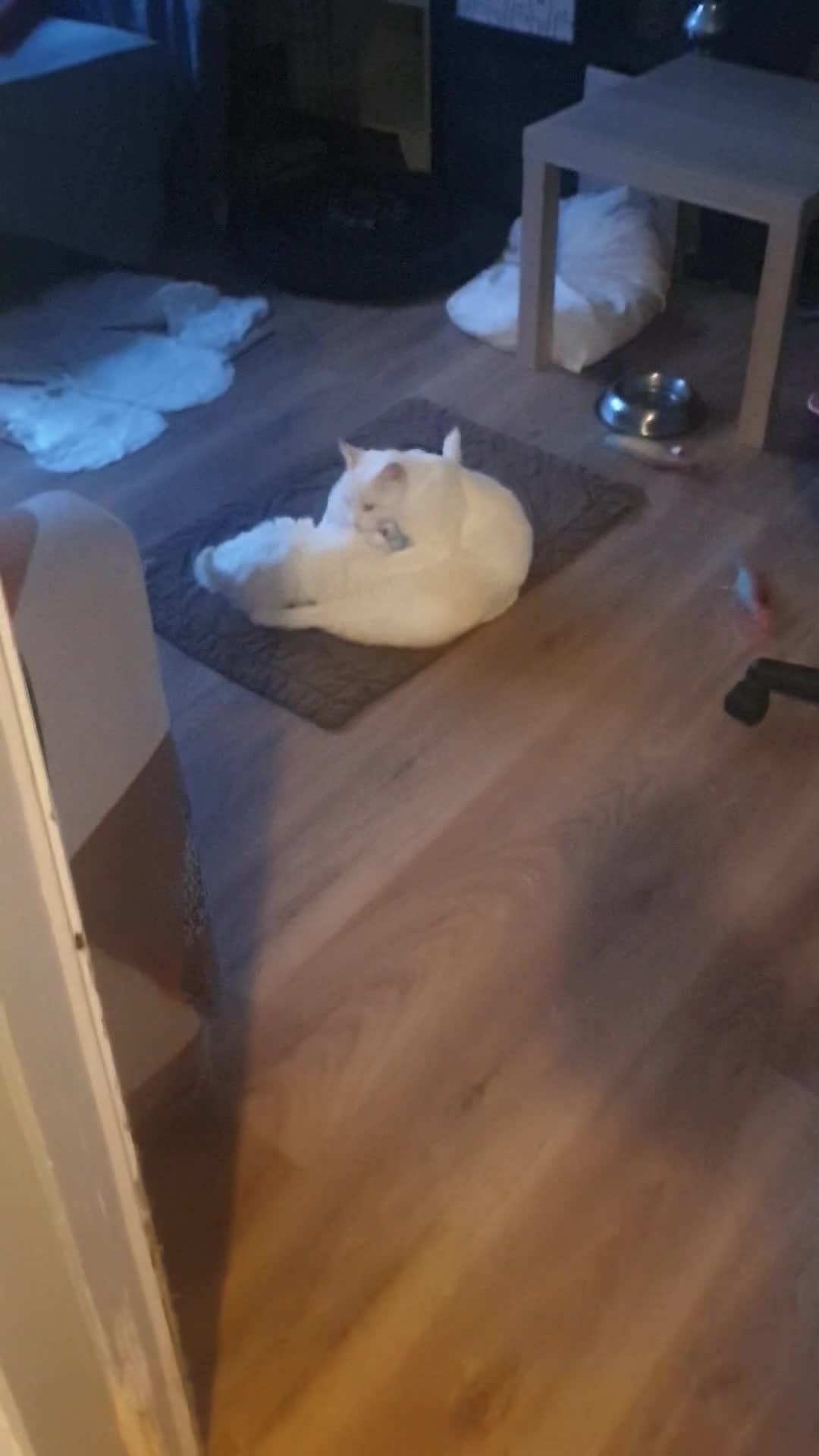 Siamese cats for sale: Flame point siamese  - Video 1