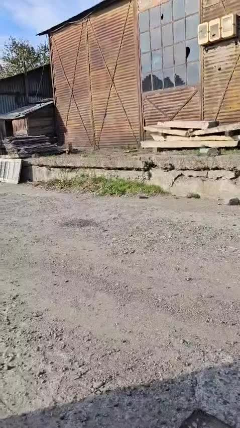 Mixed Breed dogs for adoption: PEPPER - a superb, gentle boy, for a Loving Home - Video 1