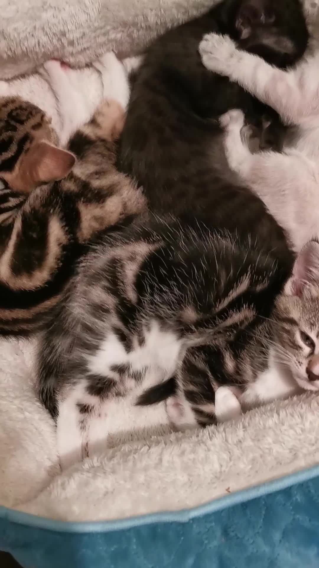 Bengal cats for sale: Stunning Bengal Plus - Video 2