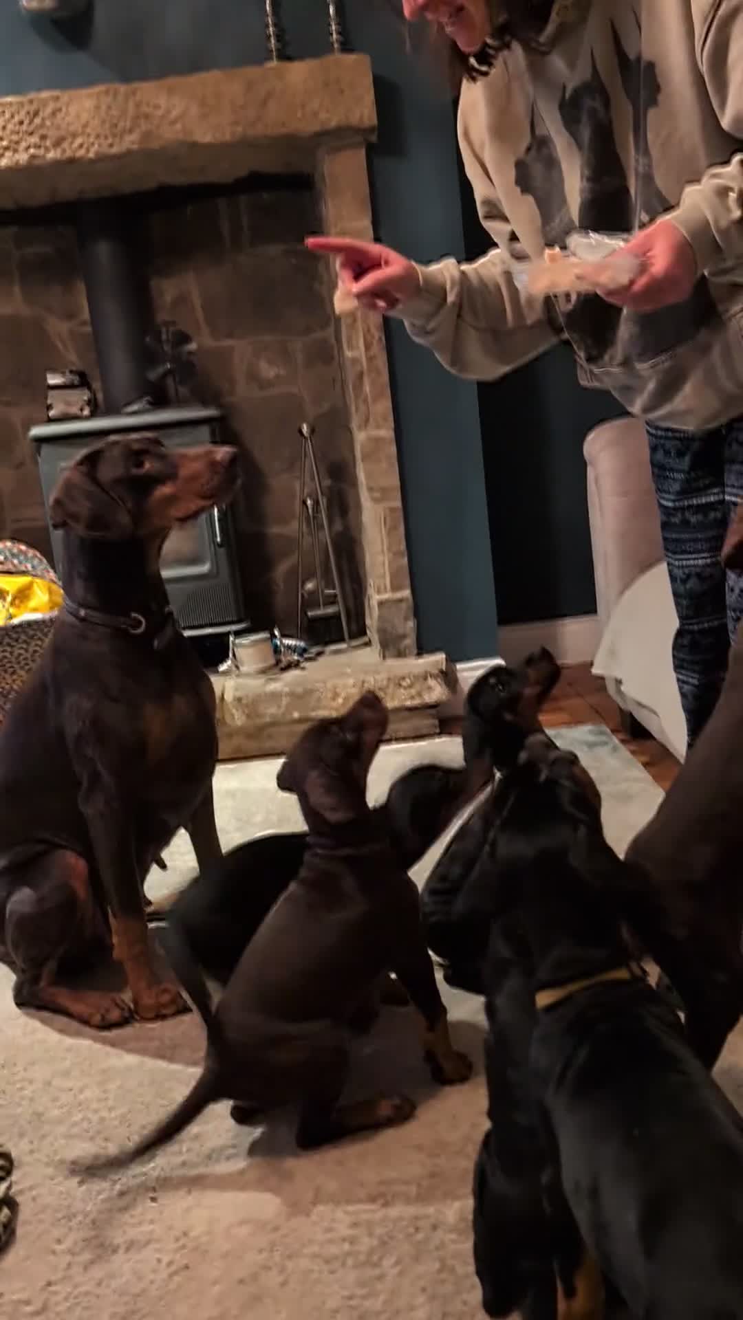 Dobermann dogs for sale: KC REGISTERED DOBERMANN PUPS – EXCEPTIONAL LITTER - Video 1