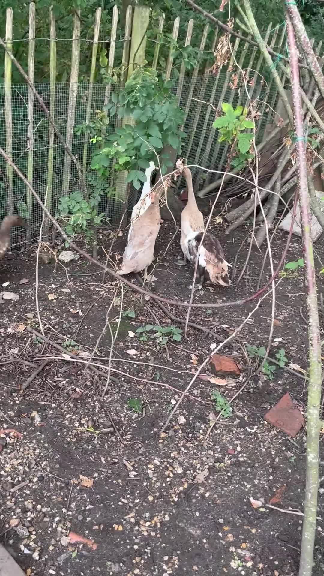 Ducks poultry for sale: 5 female ducks  in Petersfield - Video 2