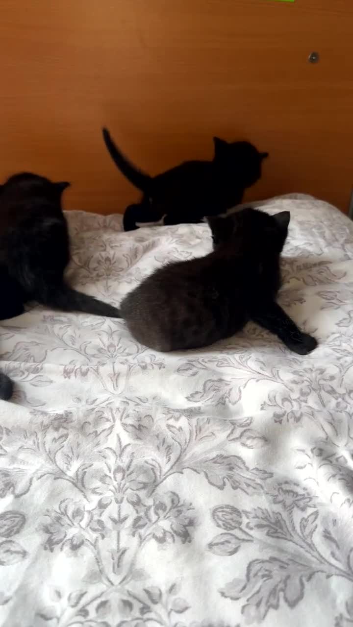 Mixed Breed cats for sale: Kittens - Video 2