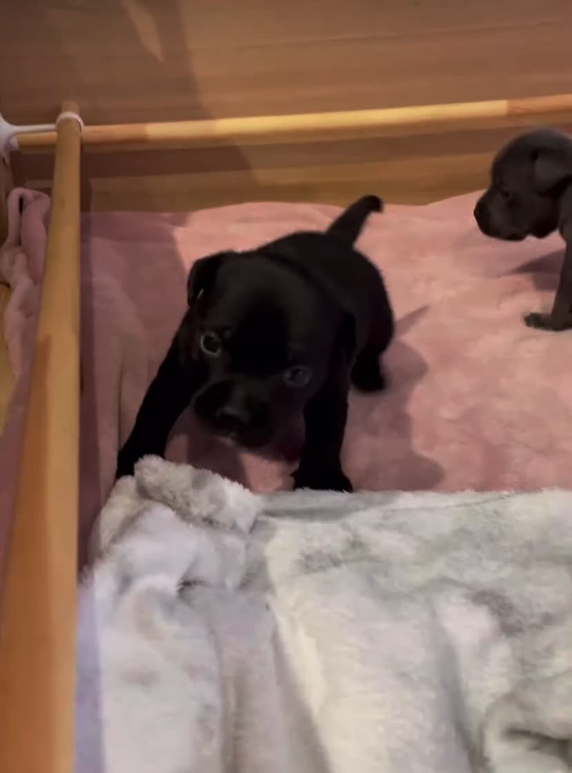 Staffordshire Bull Terrier dogs for sale: Gorgeous Blue&Black Pedigree Staffy’s Puppies  - Video 2