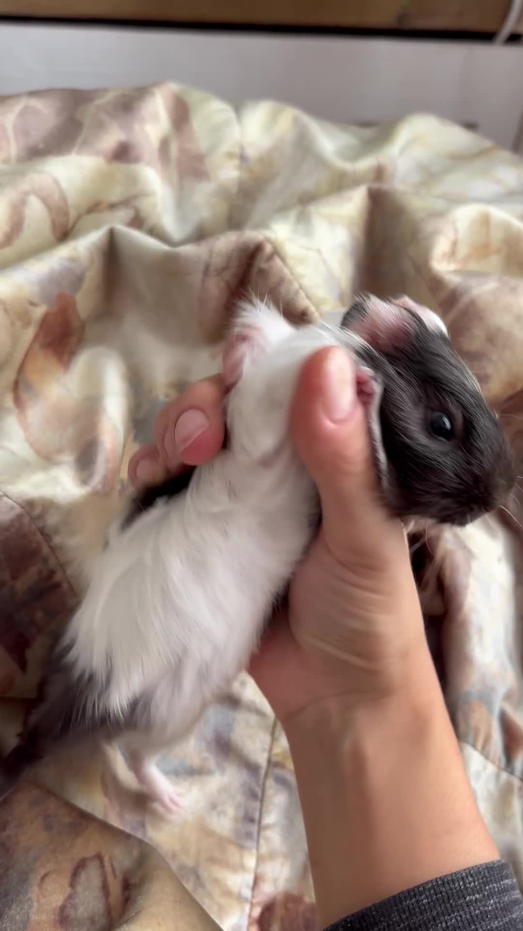 Guinea Pig rodents for sale: LONG HAIRED GUINEA PIGS 2 Boys 1 Girl - Video 3
