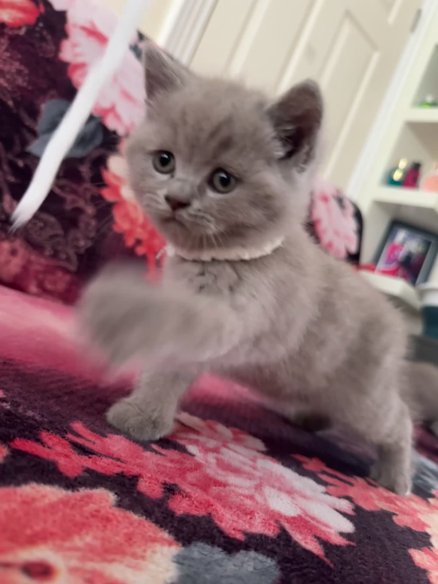 British Shorthair cats for sale: Gorgeous Cream and Lilac British Shorthairs - Video 1