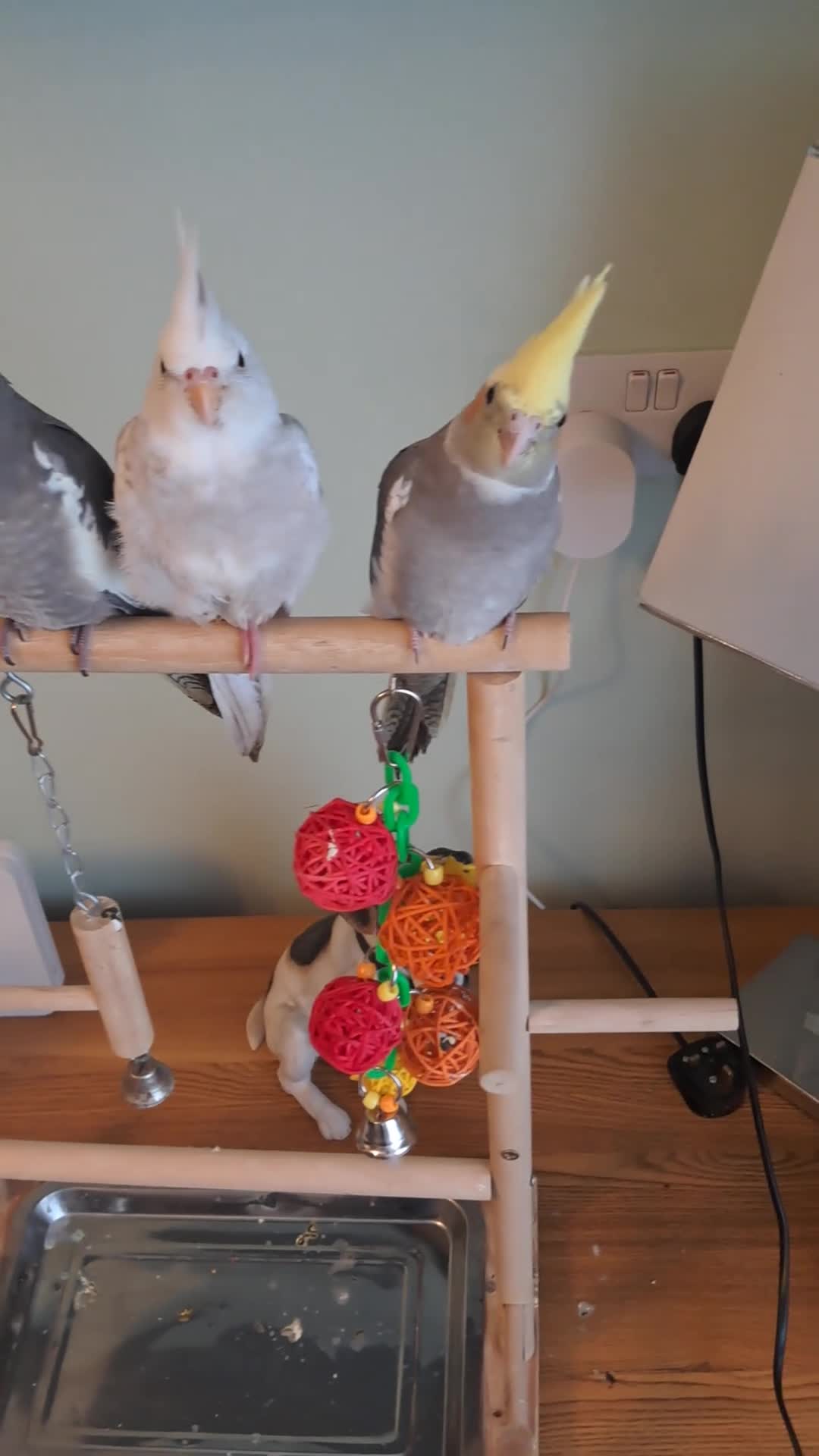 Cockatiels birds for sale: Hand reared baby cocktails very tame lovely birds  - Video 1