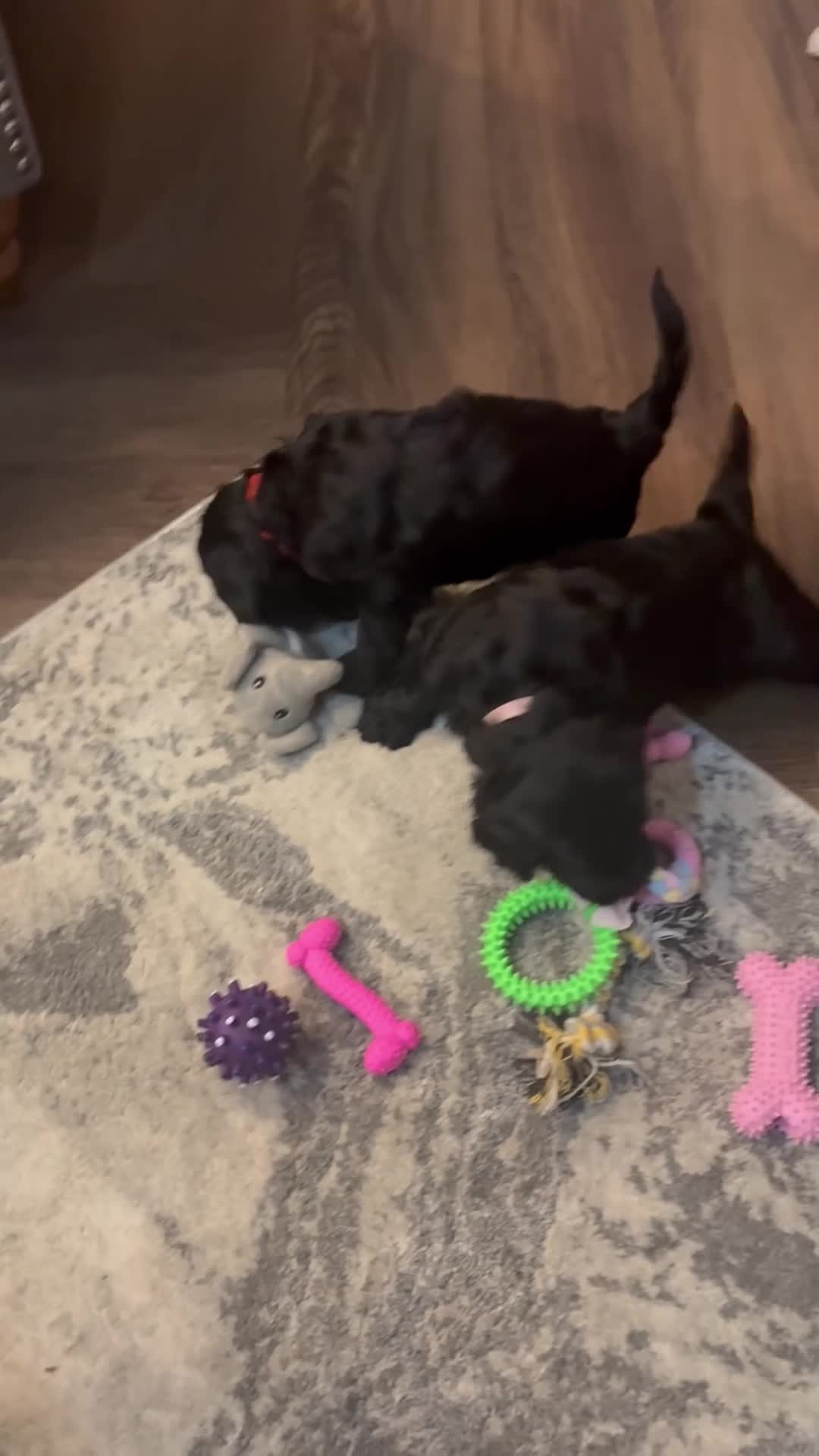 Goldendoodle dogs for sale: Health tested F1 Goldendoodle puppies  - Video 3