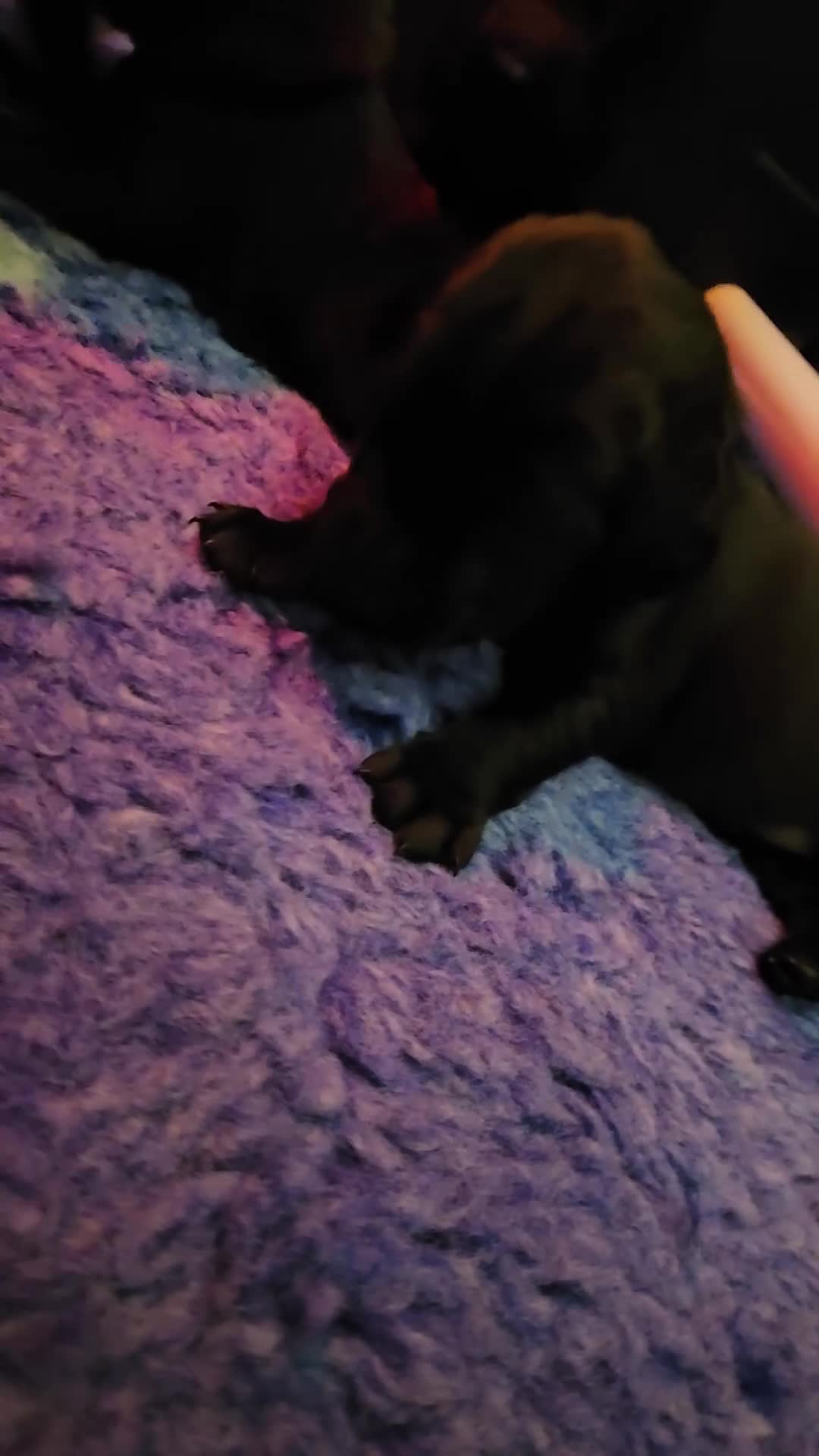 Labrador Retriever dogs for sale: Stunning working black Labrador pups.  - Video 1