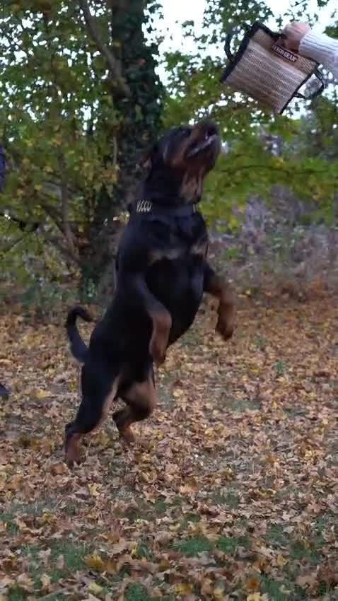 Rottweiler dogs for stud: HEALTH TESTED KC ROTTWEILER STUD 0/0 HIPS & ELBOWS - Video 2