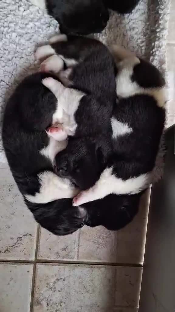 Akita dogs for sale: Quality Akita Babies (& KC Registered) - Video 2