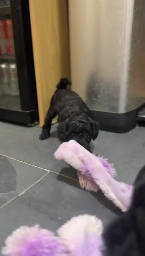 Miniature Poodle dogs for sale: Beautiful litter of Cheeky KC Reg. Mini Poodle's - Video 1