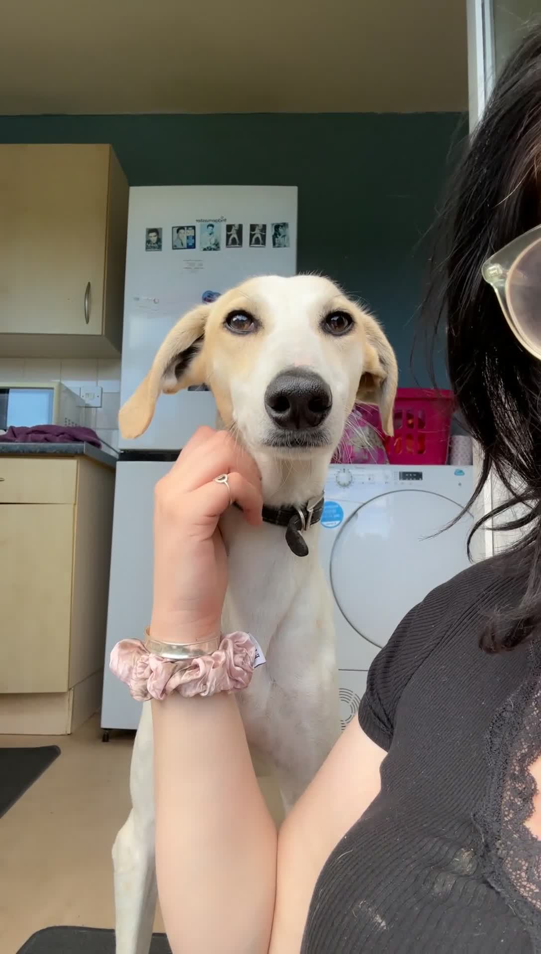 Saluki dogs for stud: Stud saluki  in Yeovil - Video 2