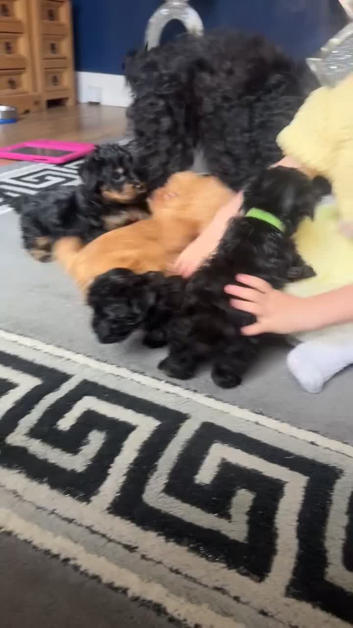Cockapoo dogs for sale: Miniature cockapoo boys - Video 1