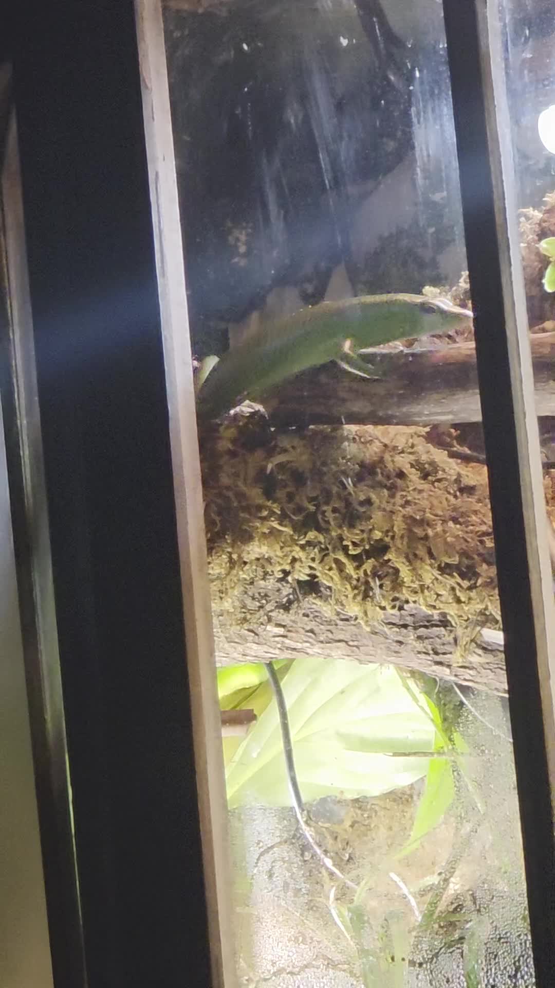 Skink reptiles for sale: 2x Emerald Tree Skinks  - Video 1