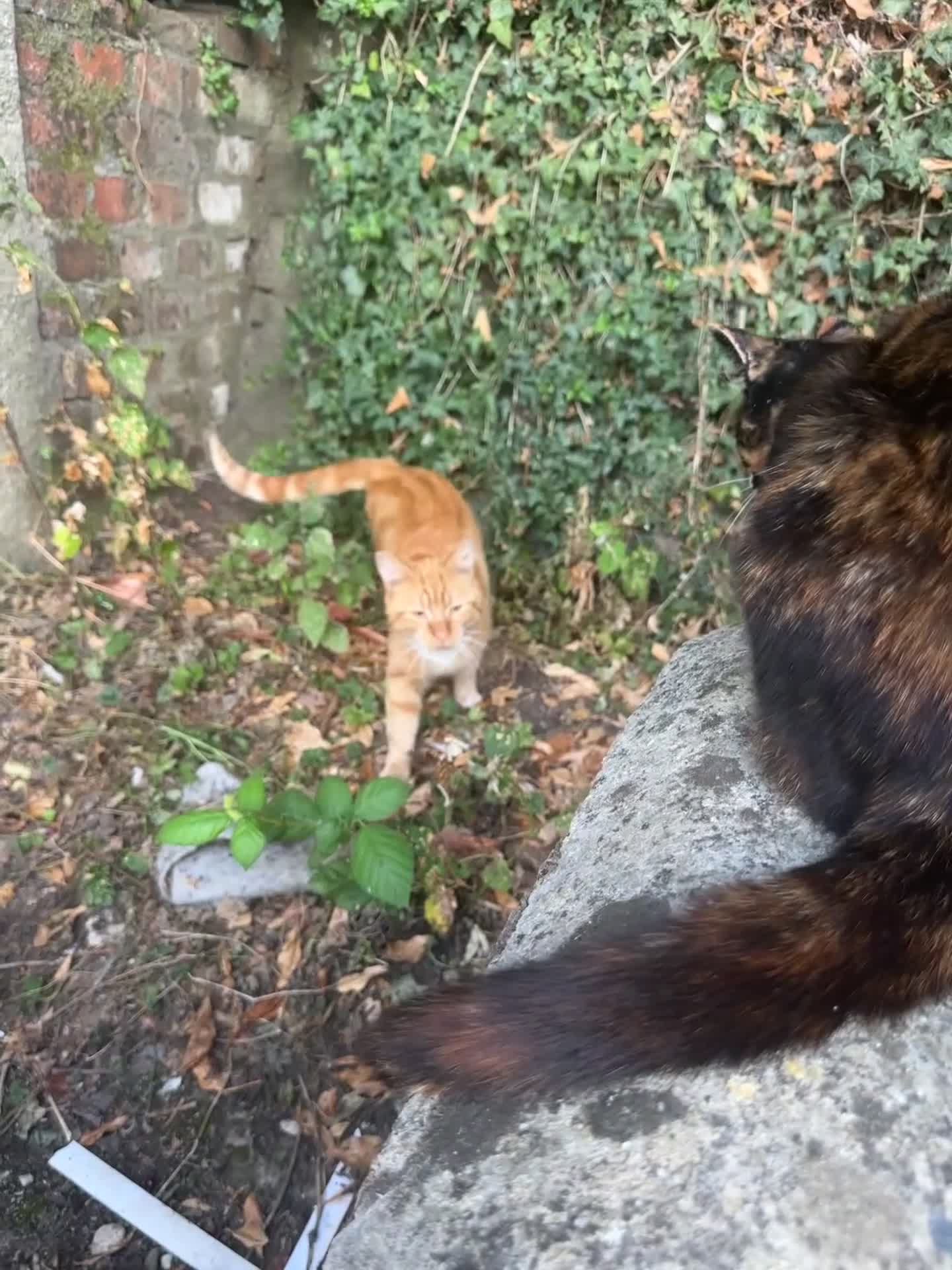 Domestic Shorthair cats for sale: Fudge and Tacco  - Video 1