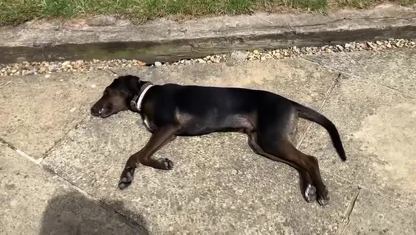 Mixed Breed dogs for adoption: Chief hound X special boy  - Video 5