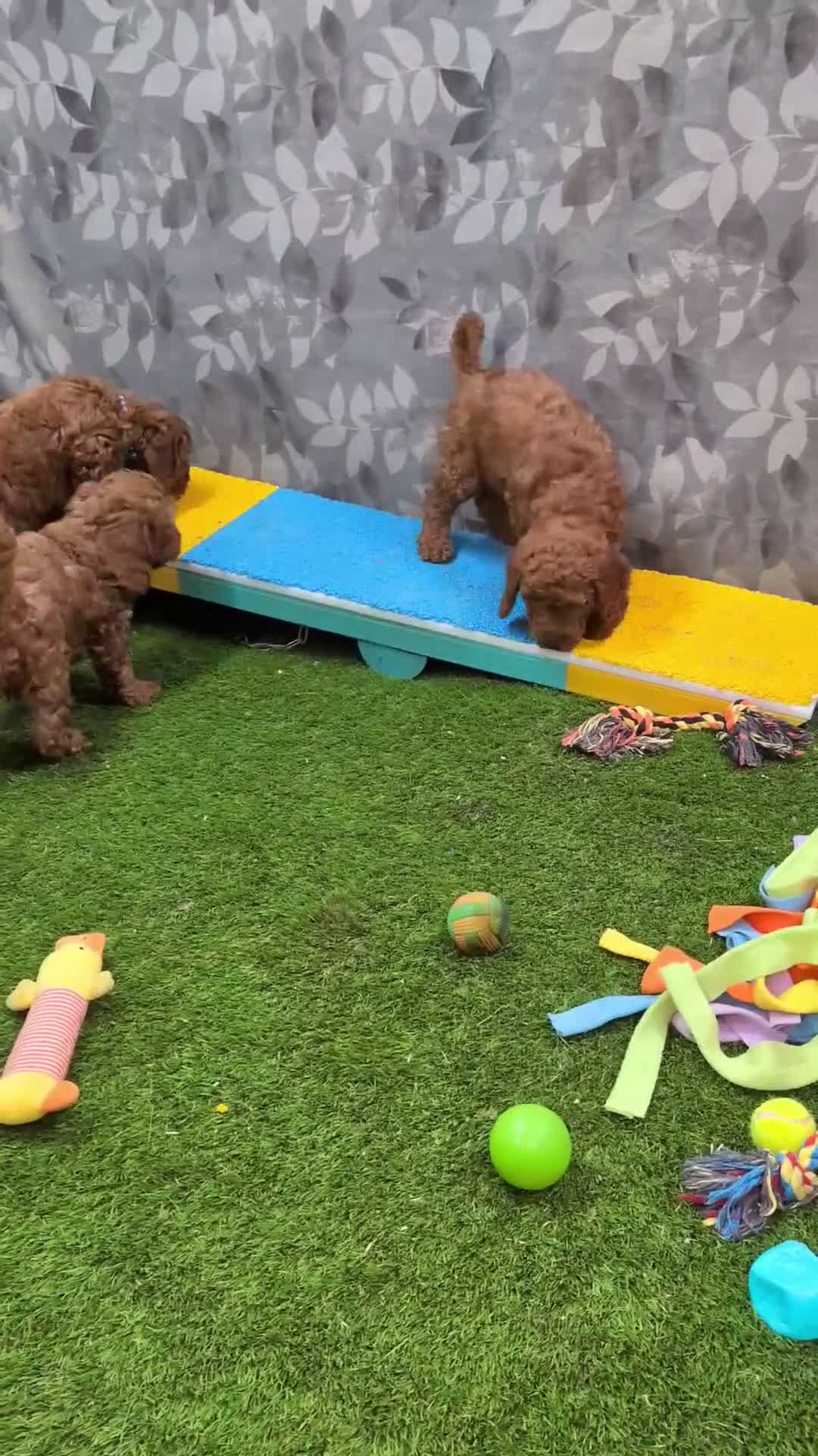 Cockapoo dogs for sale: 🐾 Deep red Cockapoo Puppies. - Video 1