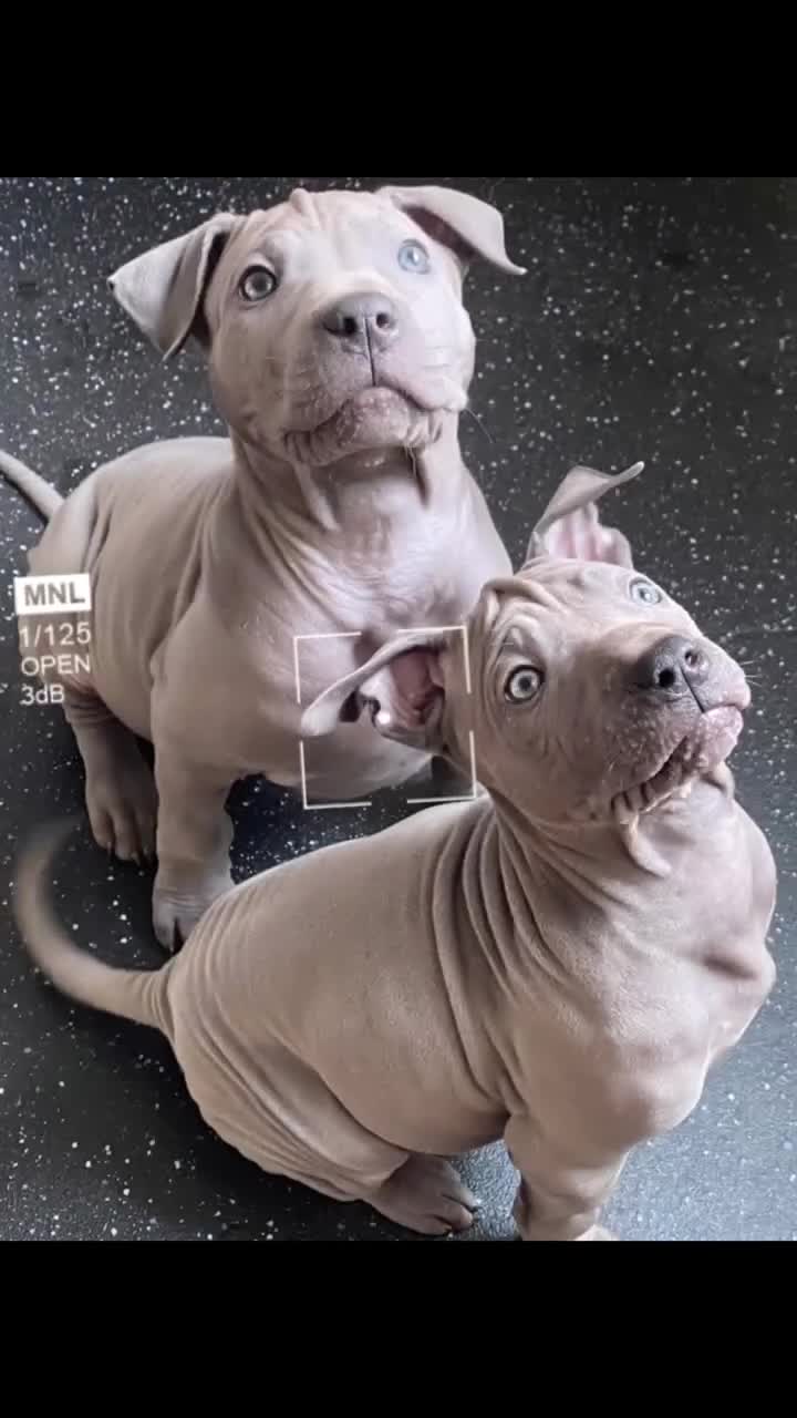 Thai Ridgeback dogs for sale: (Only one available)Thai Ridgeback puppy’s 🏆 - Video 3