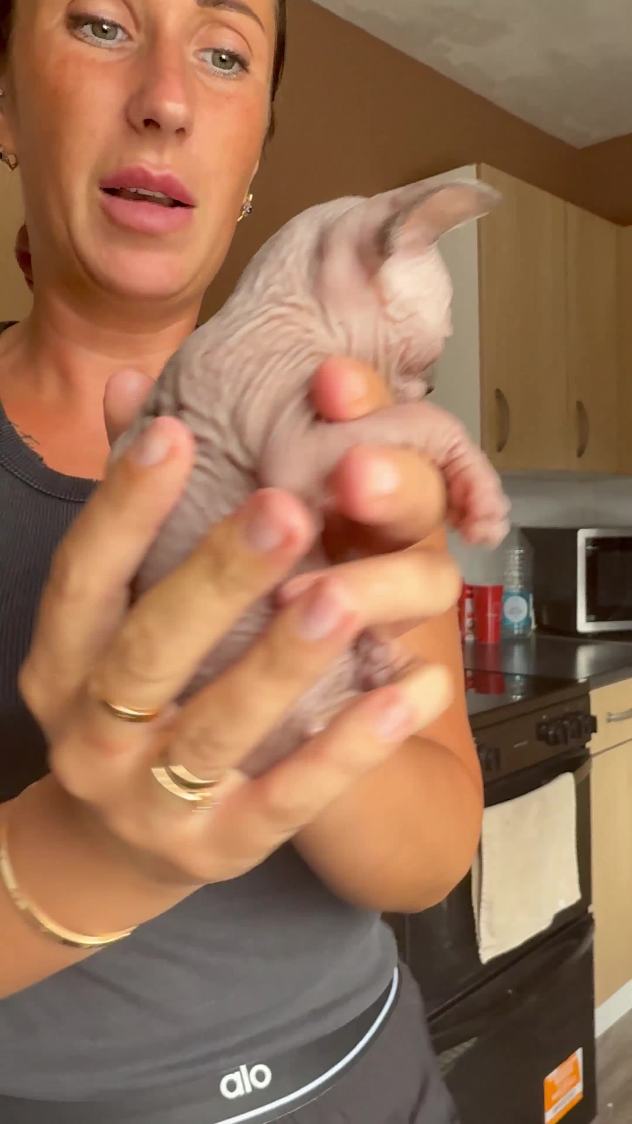 Sphynx cats for sale: 3 Girls left TICA Canadian Elf Sphynx  - Video 3