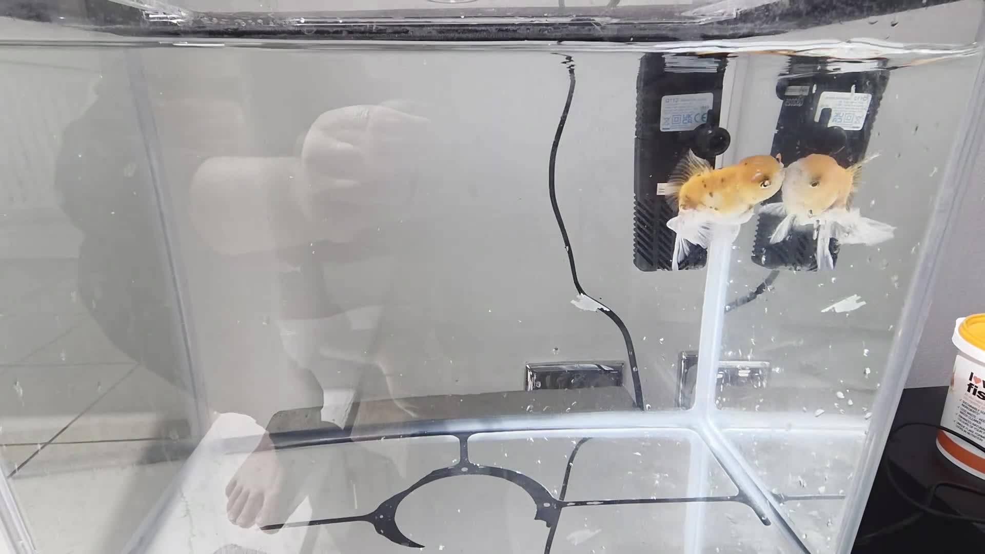 Other/Mixed Breed fish for sale: Jumbo Fish in Staines - Video 2