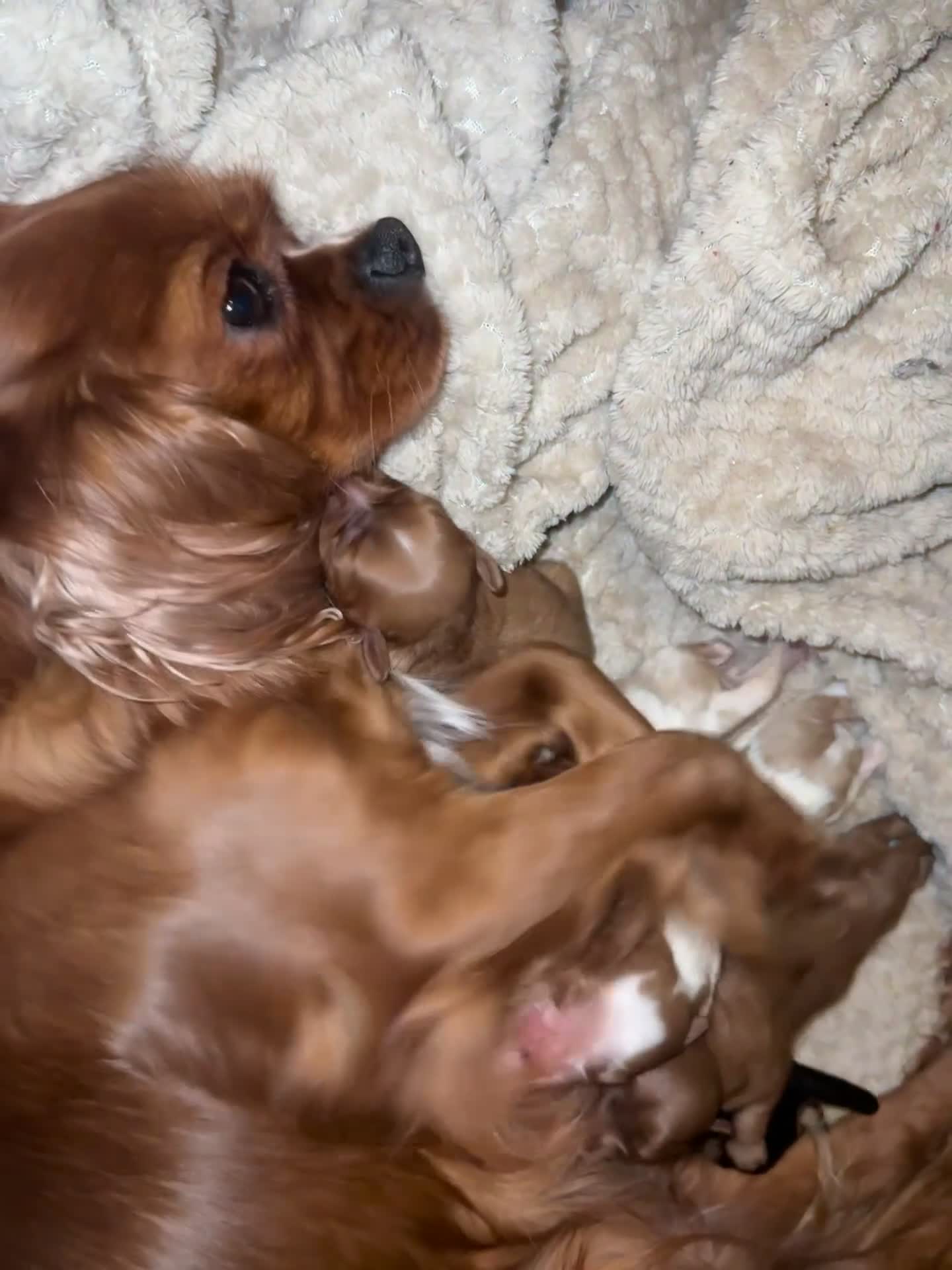 Cavalier King Charles Spaniel dogs for sale: Beautiful pups DNA HEALTH TESTED parents  - Video 1