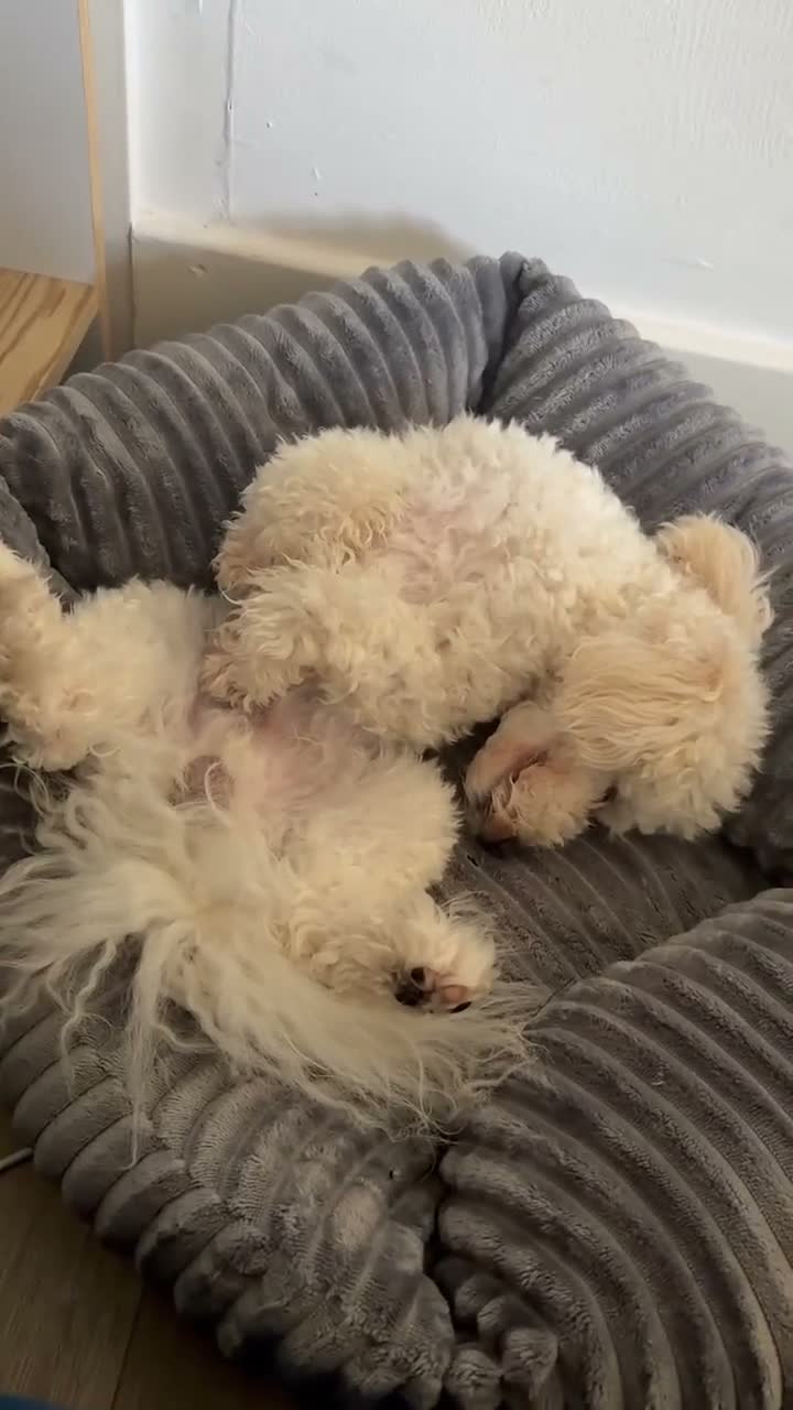 Toy Poodle dogs for sale:  Beautiful KC Registered Toy Poodle Boy15 Months in Altrincham - Video 2