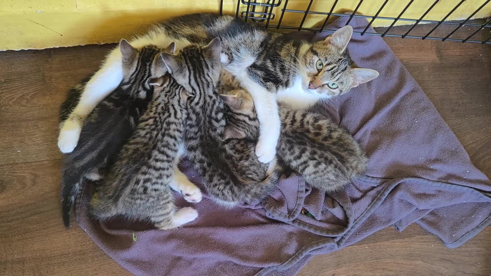 Mixed Breed cats for sale: Kittens ready NOW,  1 girl left - Video 4